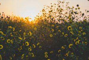 Sunniest Places in the UK