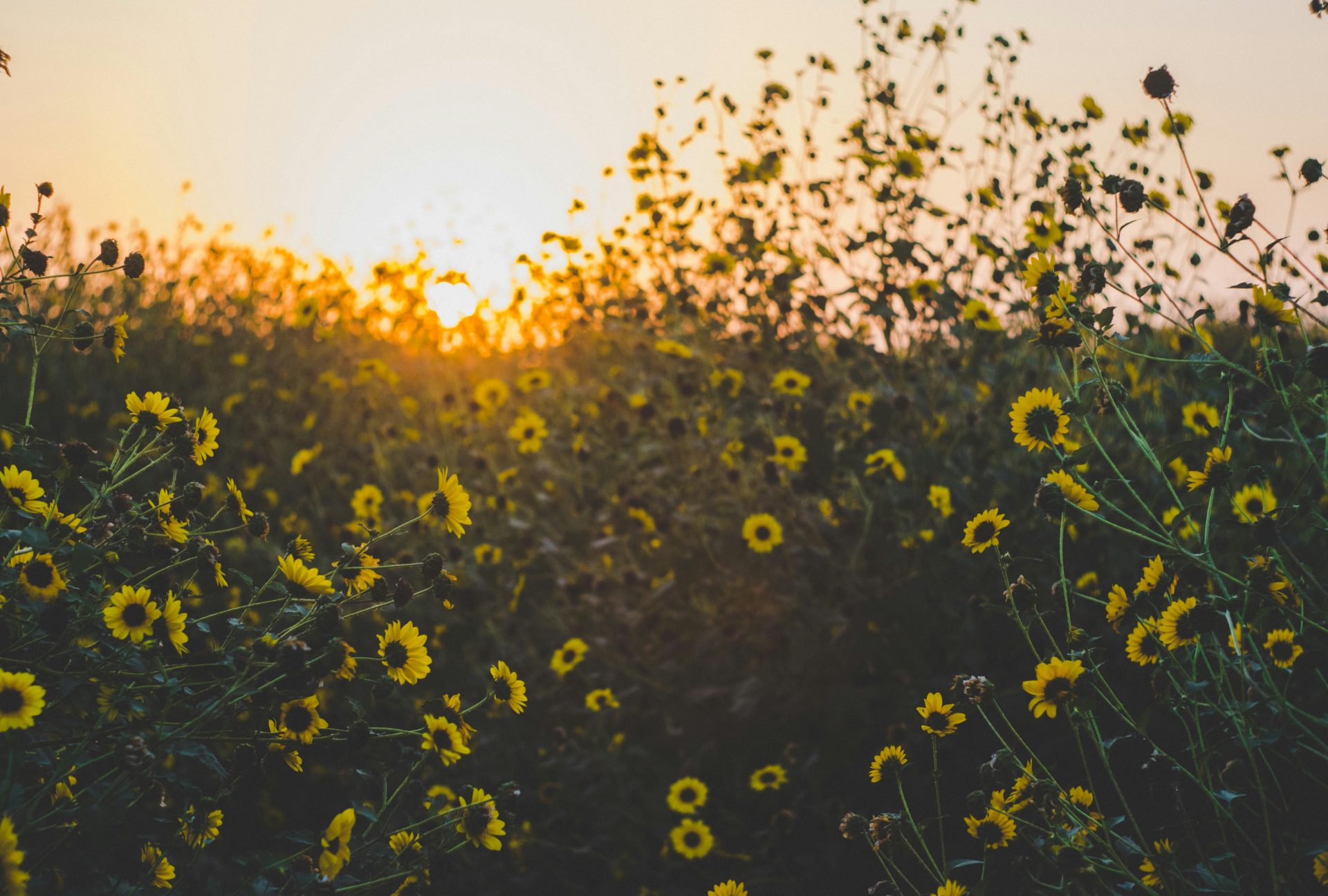 Sunniest Places in the UK