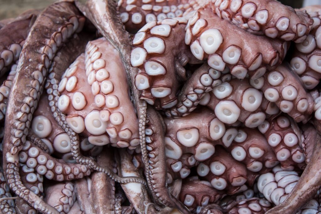 Outgoing Octopus