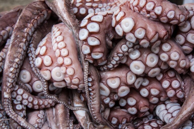 Outgoing Octopus